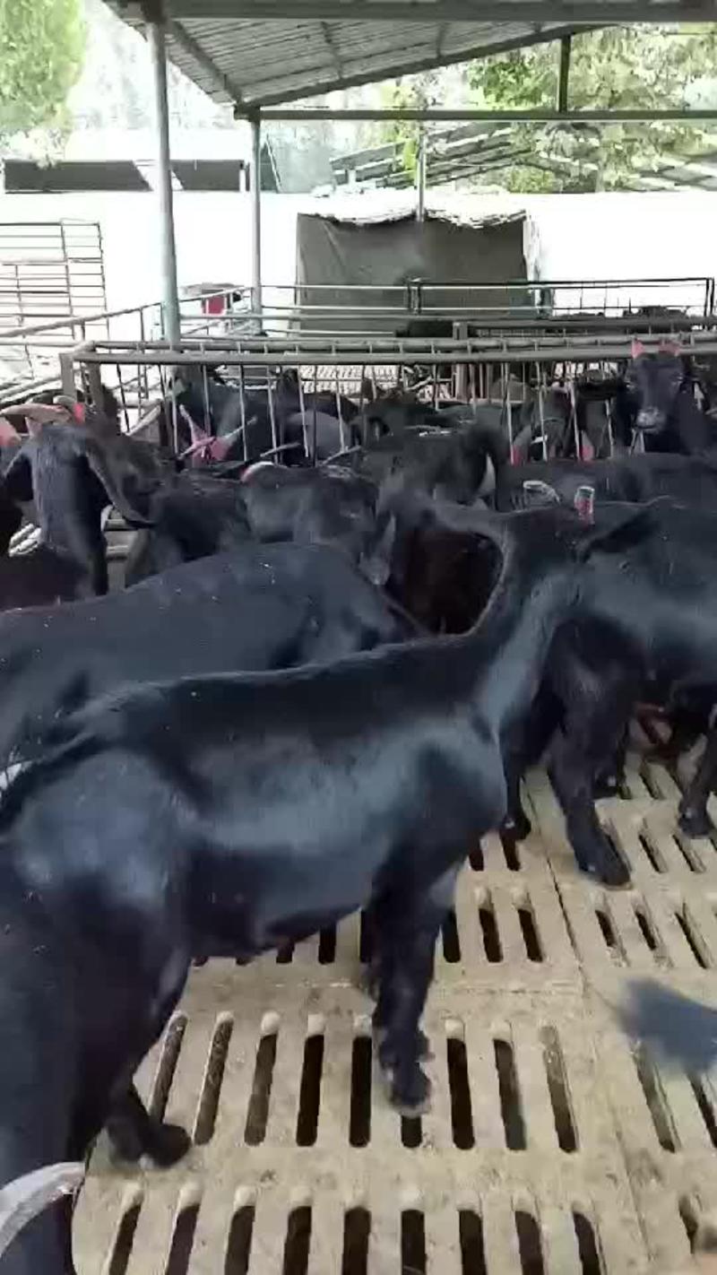 黑山羊50~80斤/头