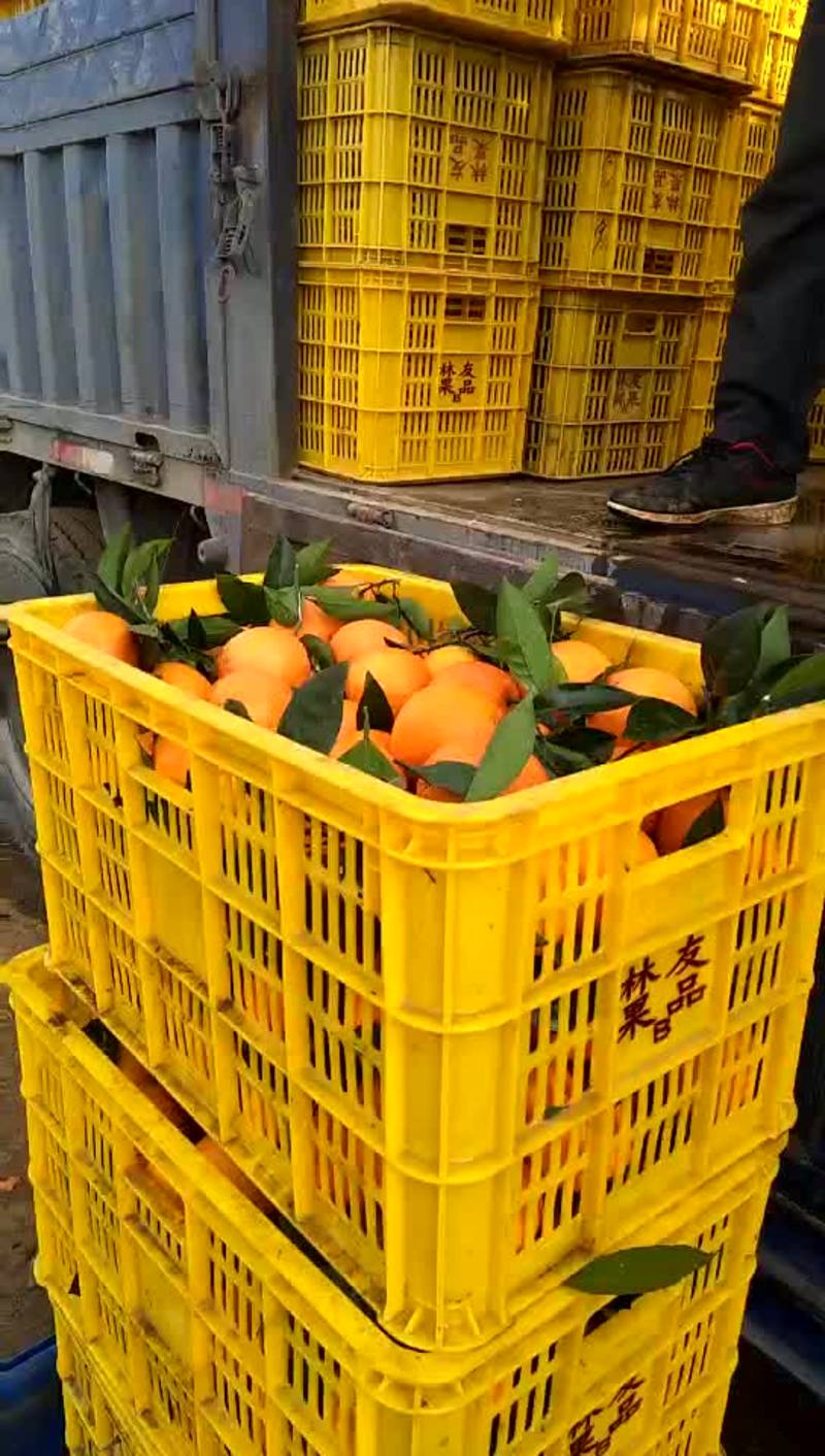 富川县纽荷尔脐橙65~95mm长寿之乡土生土长美味