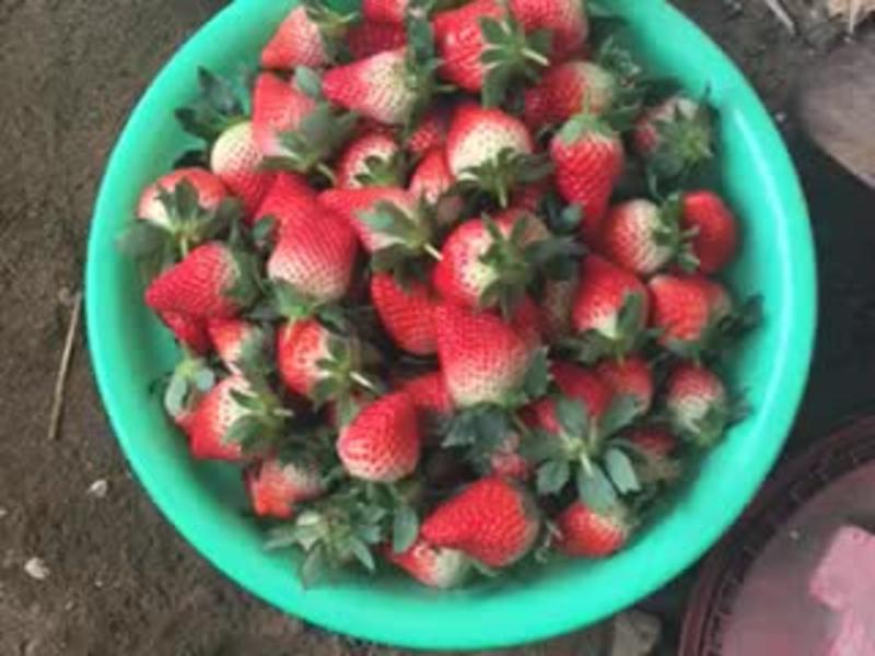 甜查理草莓苗10~20cm