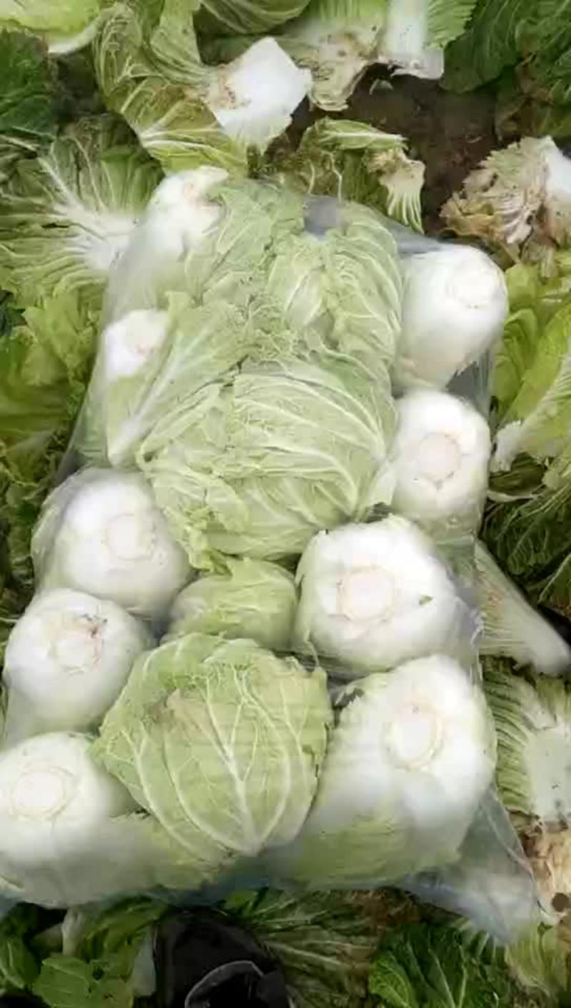 黄心白菜4~6斤净菜