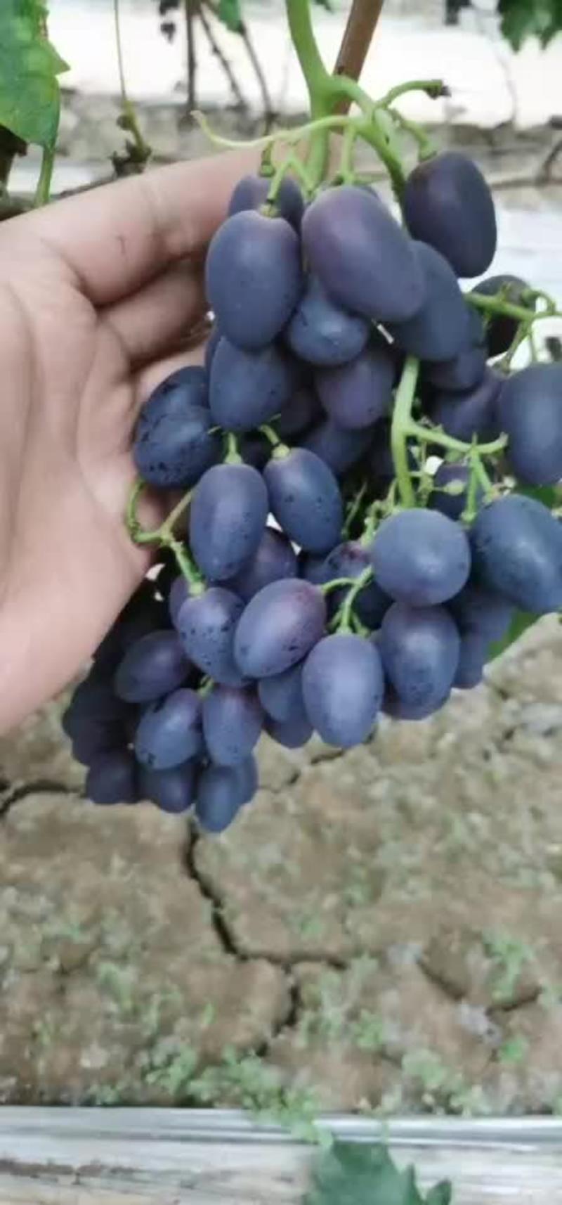 17葡萄