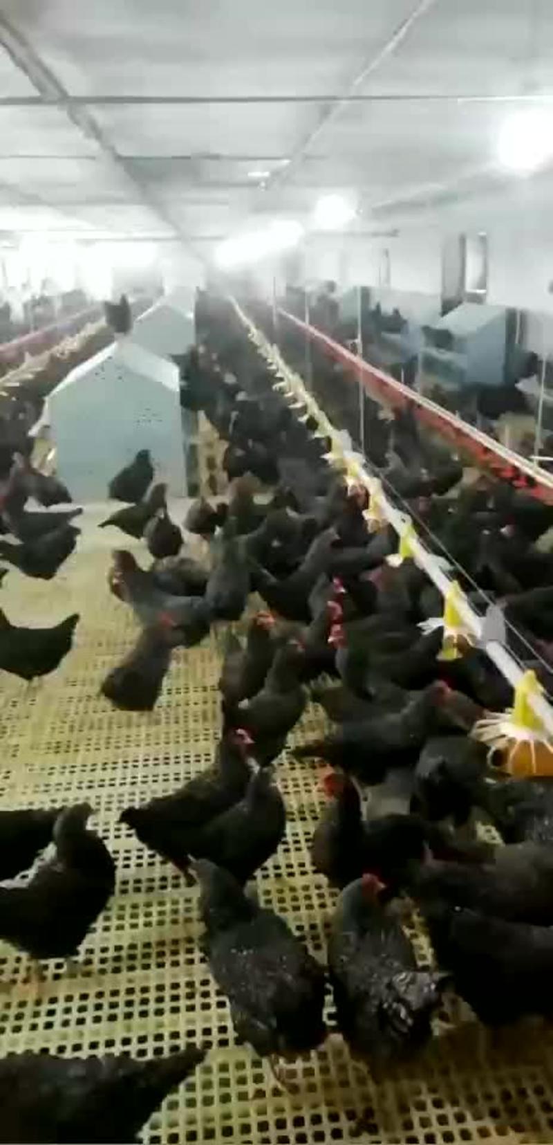 现代化鸡蛋箱子24穴鸡用孵化箱产蛋箱专业生产厂家