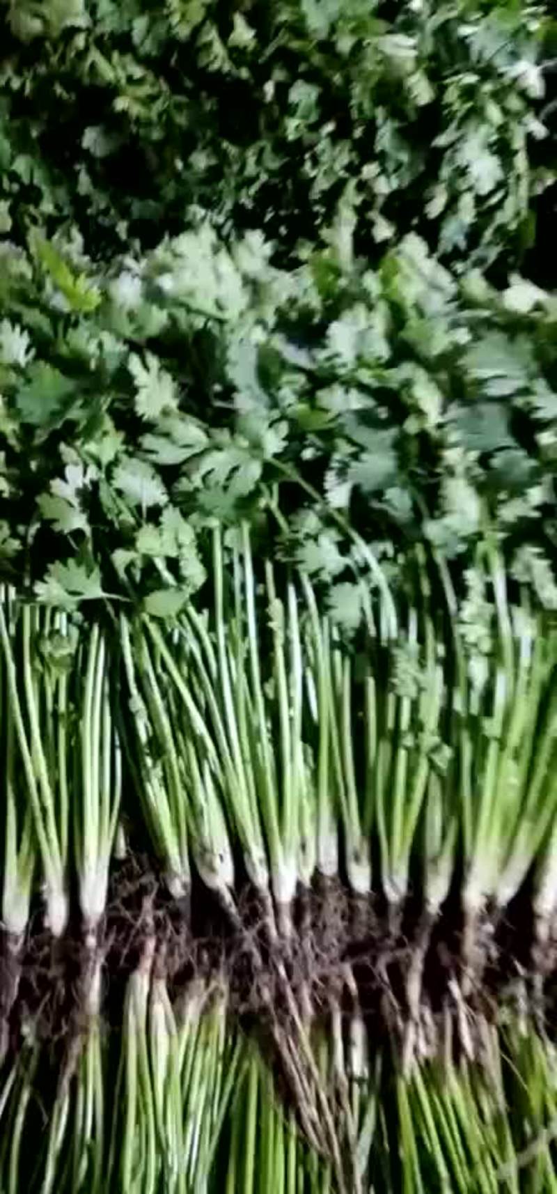 精品水洗山东中叶铁杆青香菜，品质保证，可视频看货