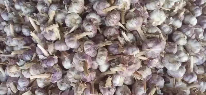 山东金乡大蒜紫皮蒜常年代发代收对接商超