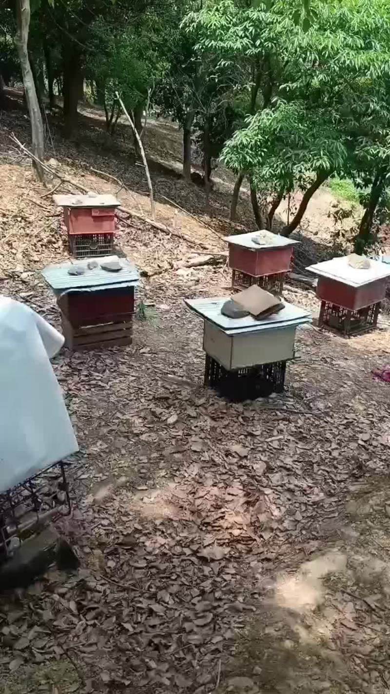 格子箱养了两年了还没取过蜂巢蜜呢中蜂蜜
