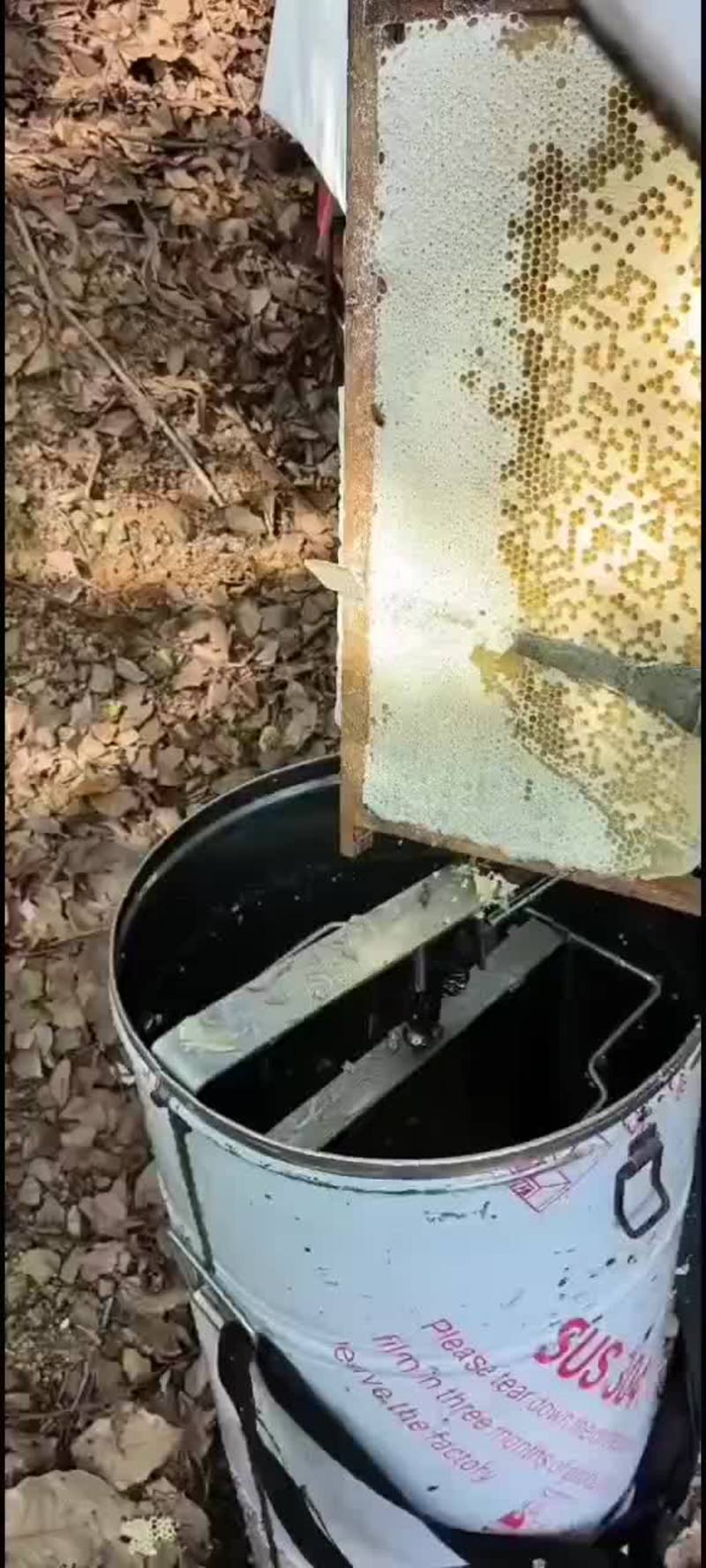 格子箱养了两年了还没取过蜂巢蜜呢中蜂蜜