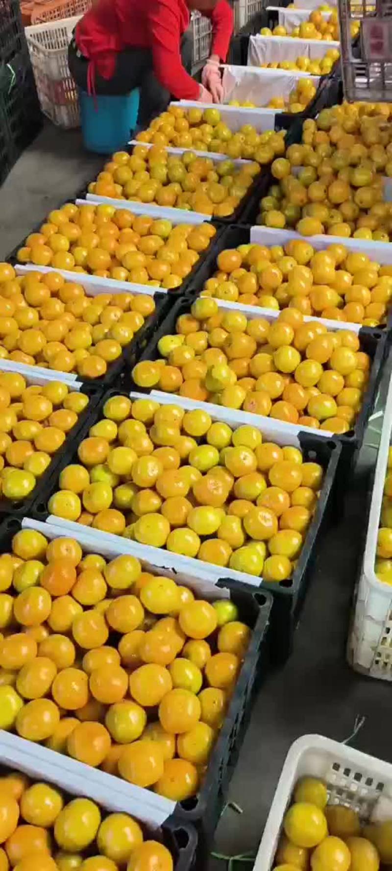 爱媛橙，产地供应，包邮，坏果包赔，欢迎选购