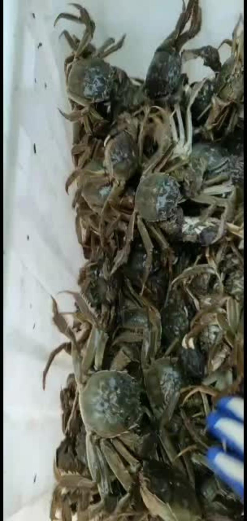 湖北省洪湖市大闸蟹（螃蟹）味道鲜美质量保障欢迎来电