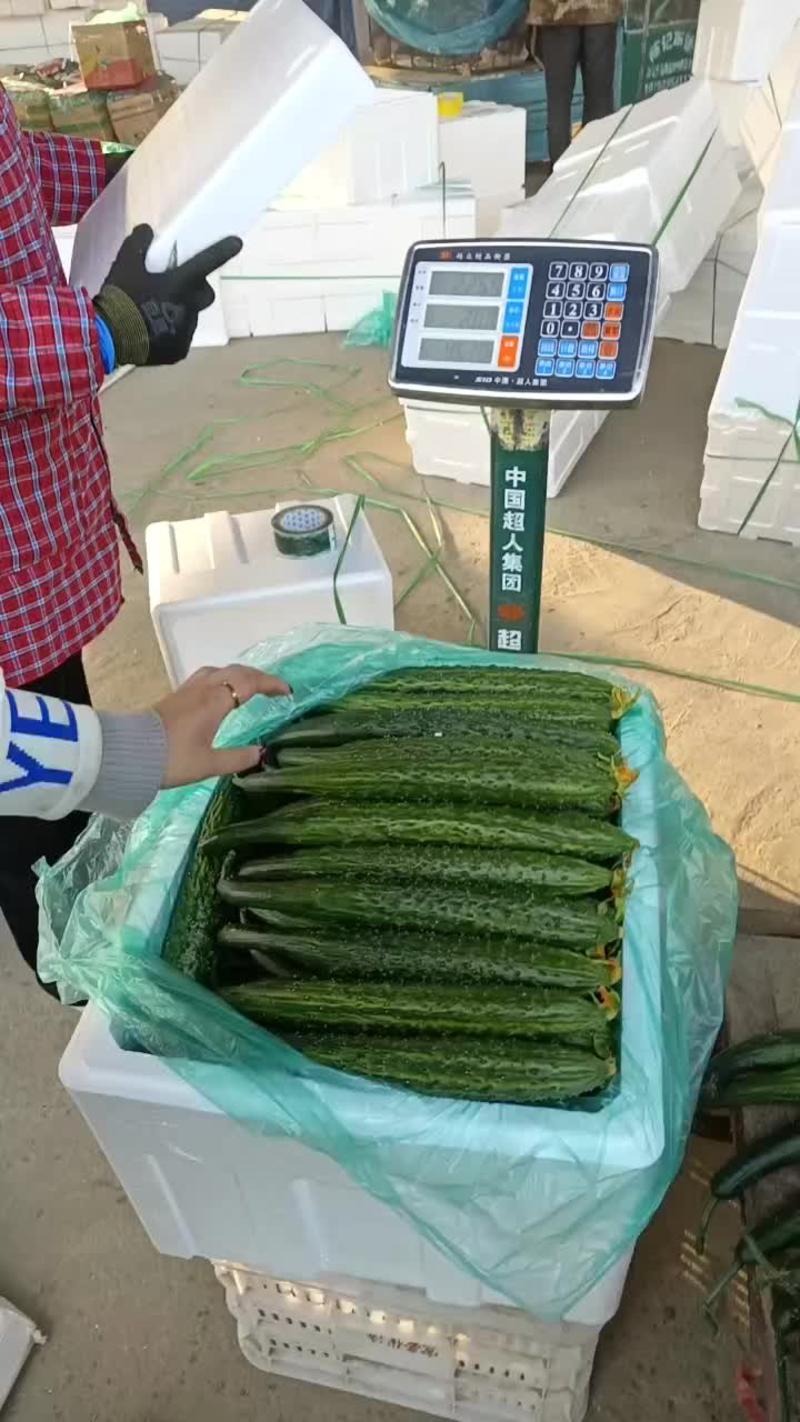 【推荐】密刺黄瓜对接商超全年蔬菜供应欢迎来电咨询