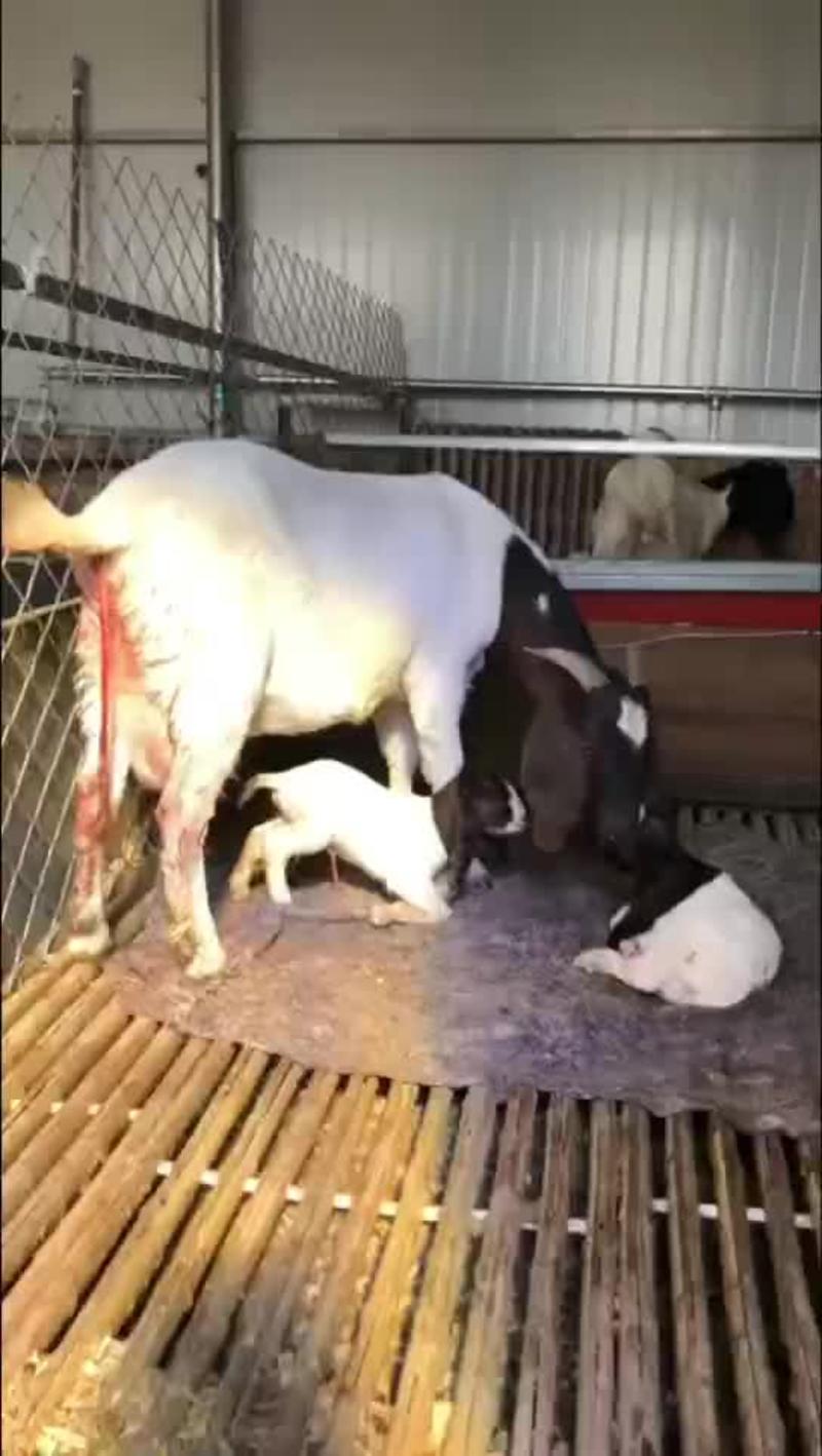 纯种波尔山羊羊苗种羊小羊羔怀孕母羊养殖场直发视频挑货