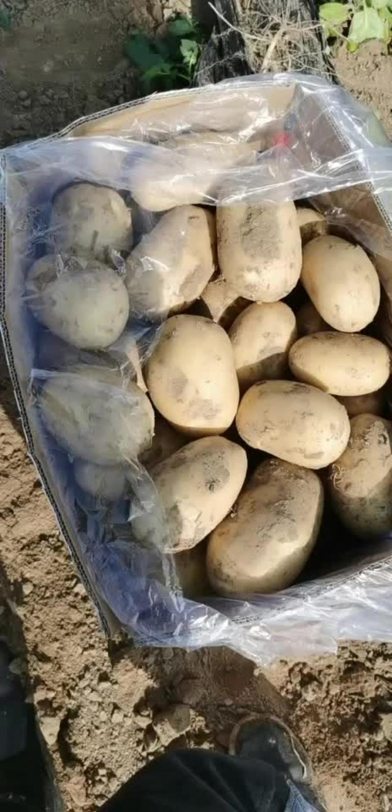 河南土豆沃土希森土豆产地直发包装升级货源稳定欢迎来电