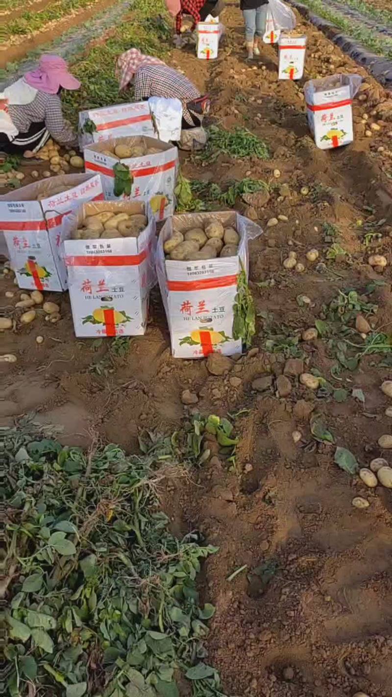河南土豆沃土希森土豆产地直发包装升级货源稳定欢迎来电