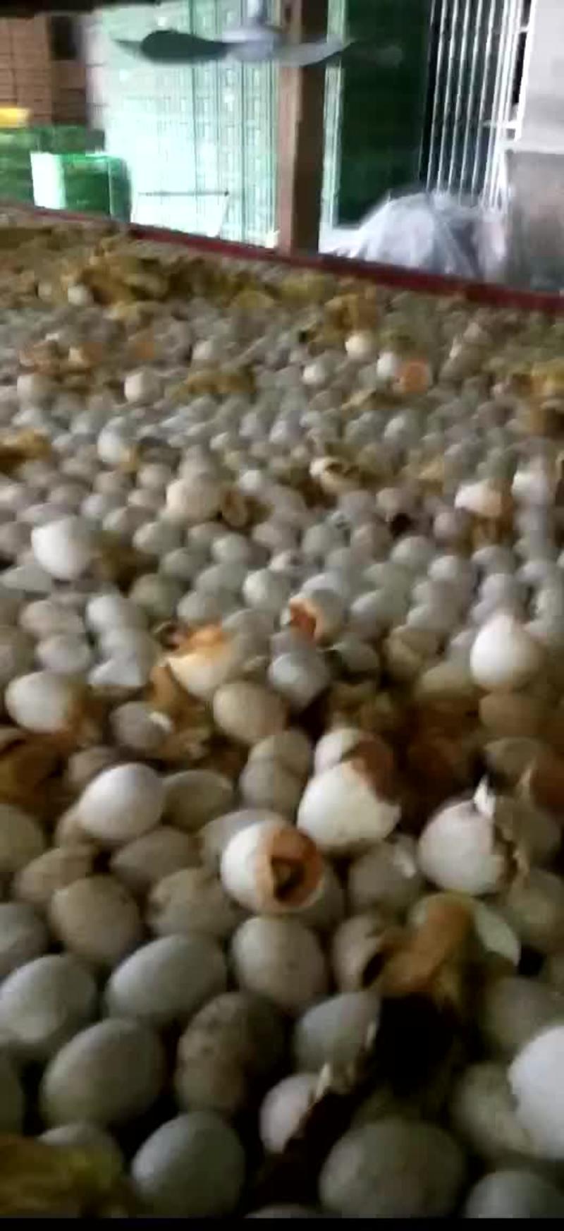 特大种杂交鸭青头鸭苗麻鸭货量充足苗场直发品质保证