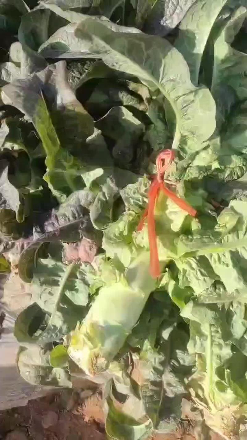 甘肃本地红叶香莴苣大量供货保质保量可视频看货欢迎来电