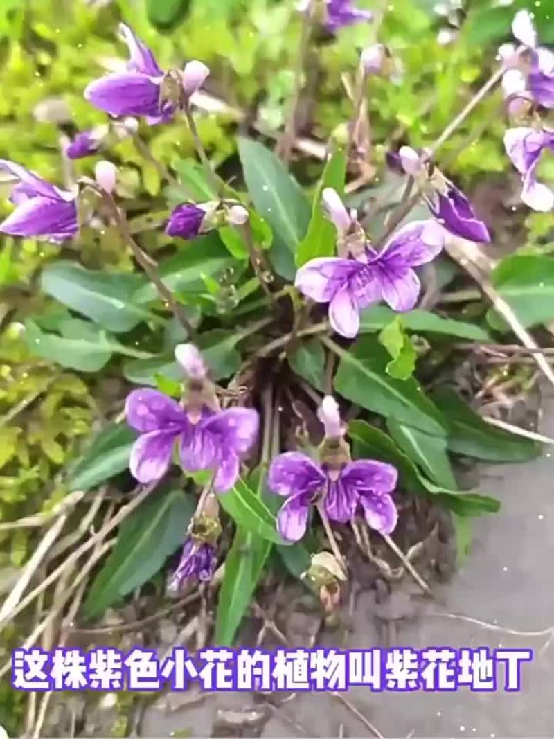 紫花地丁种子耐寒耐阴多年生花籽四季播种阳台庭院盆栽花种籽