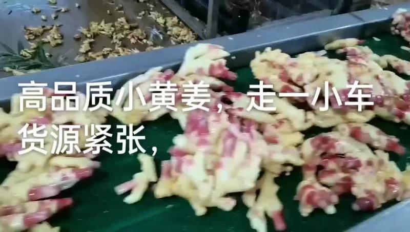 贵州黔南精品小黄姜，产地直供，欢迎选购