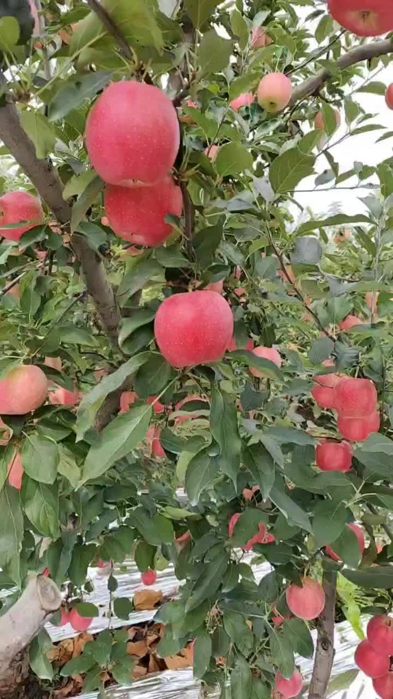 【精】辽宁绥中嘎啦苹果大量上市原产地发货口感甜脆