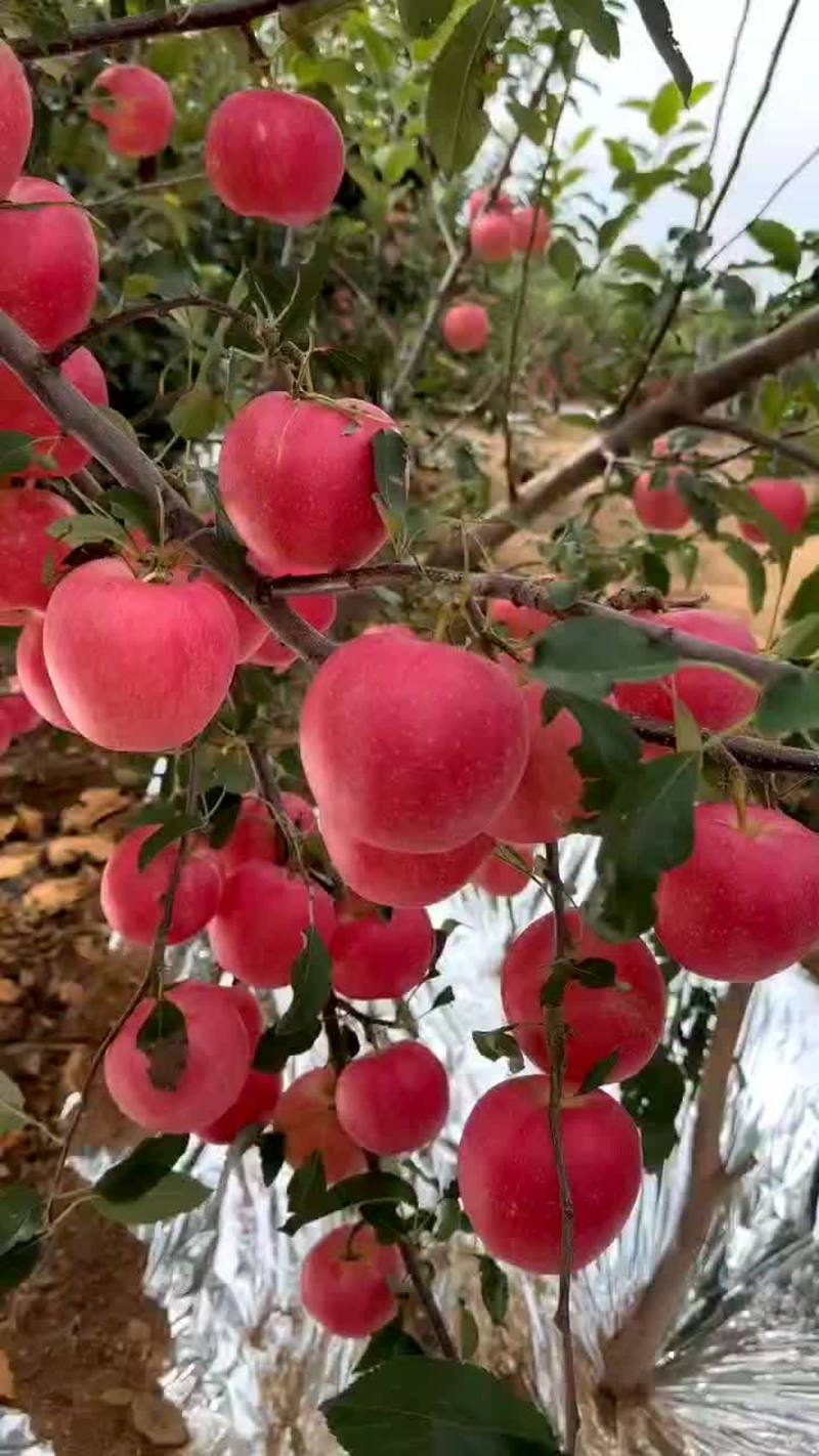 【精】辽宁绥中嘎啦苹果大量上市原产地发货口感甜脆