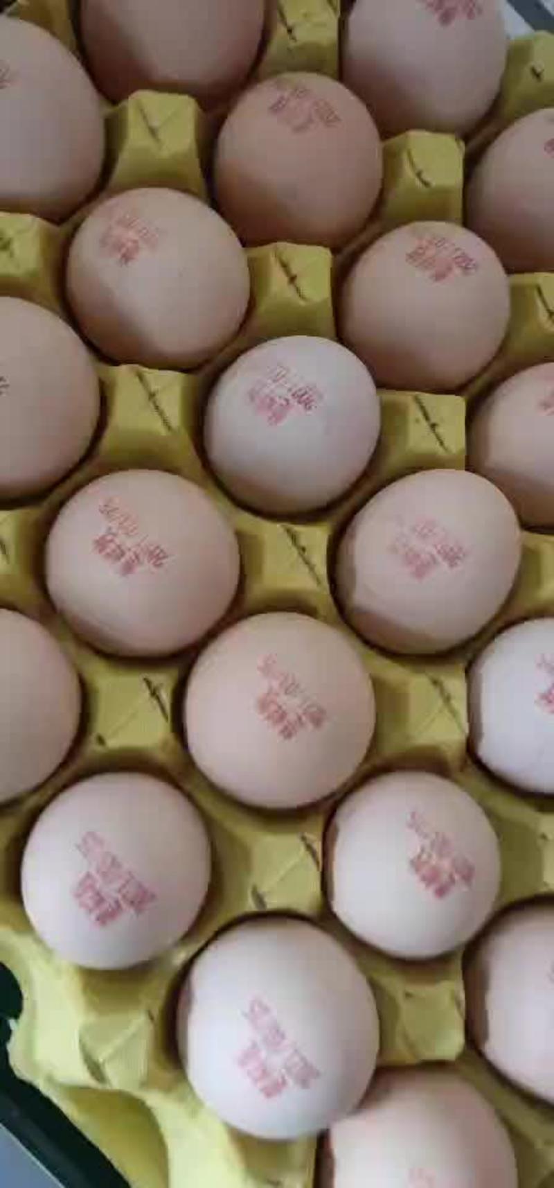 湖北仙桃玉米黄鸡蛋，优质新鲜货源充足欢迎订购。