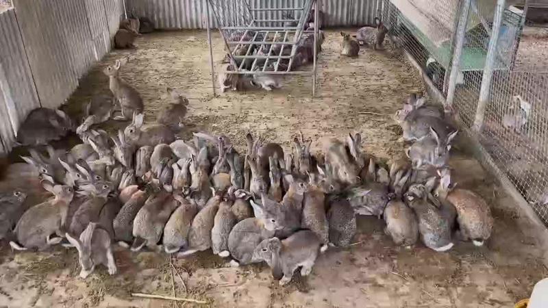 【精品】基地养殖活兔大量批发全国发货有需可致电详谈
