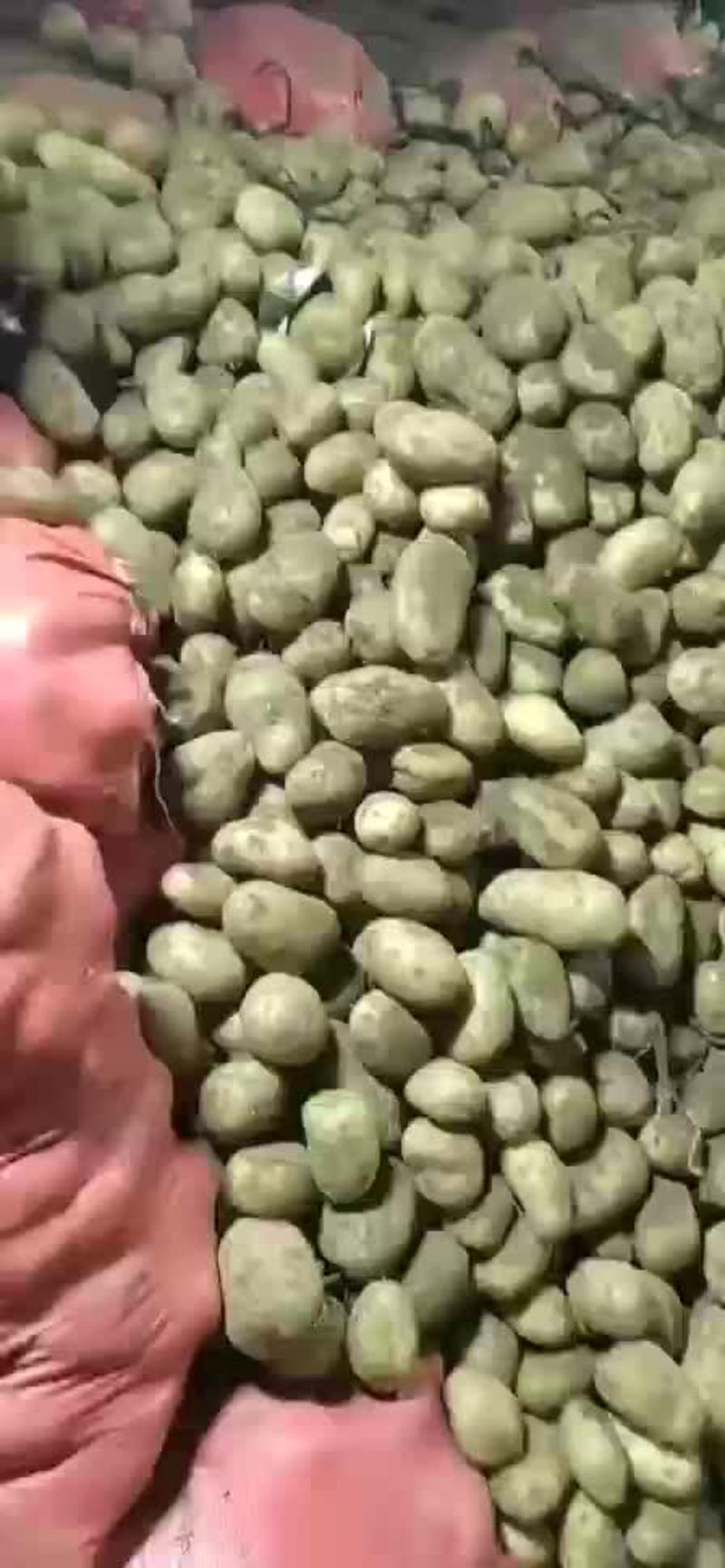 【产地直供】内蒙古本地黄心土豆大量供应货源充足价格来电详谈
