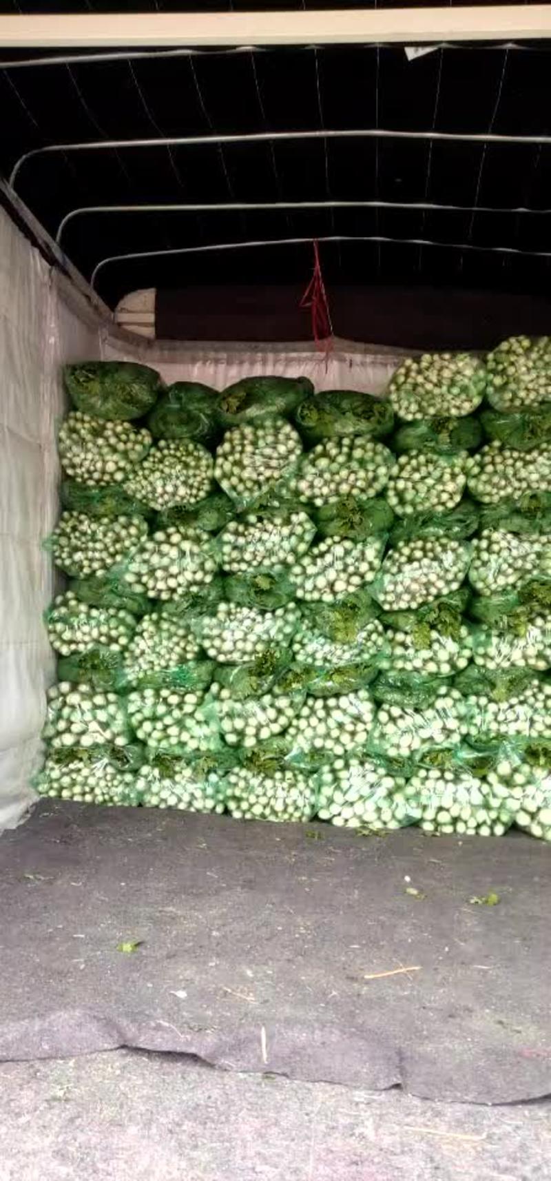 河北邯郸精品芹菜大量上市货源稳定欢迎全国客户订购