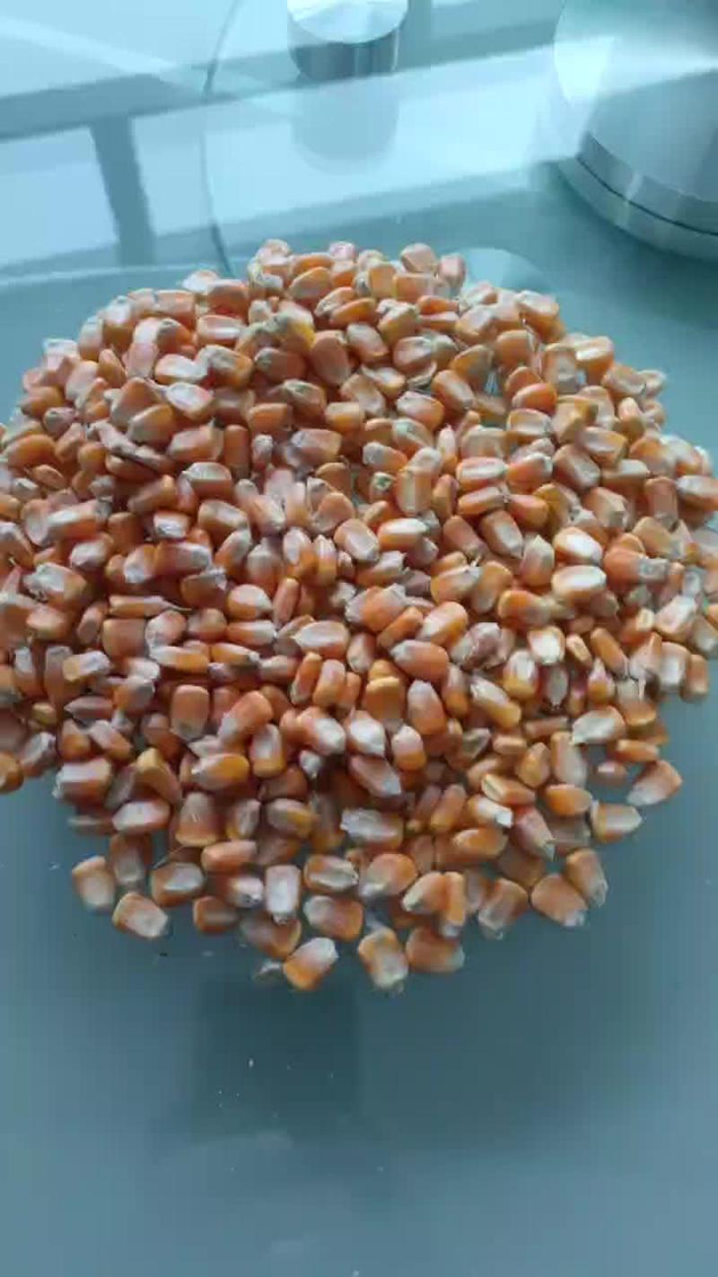 东北优质玉米籽粒饱满产地直发品质保证量大优惠