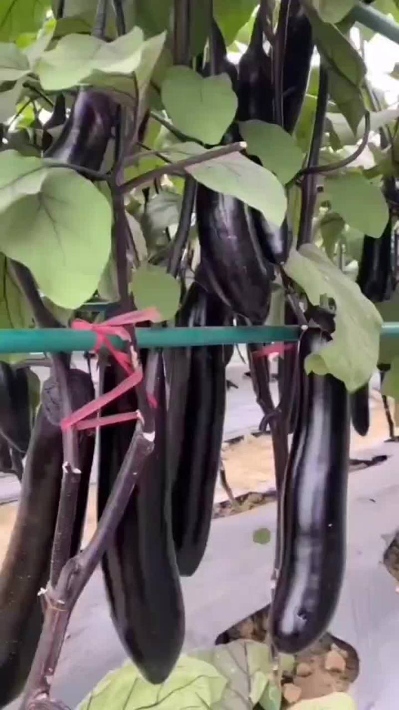 长茄种子产量高黑长茄子种子紫线茄农家田园盆栽蔬菜种子