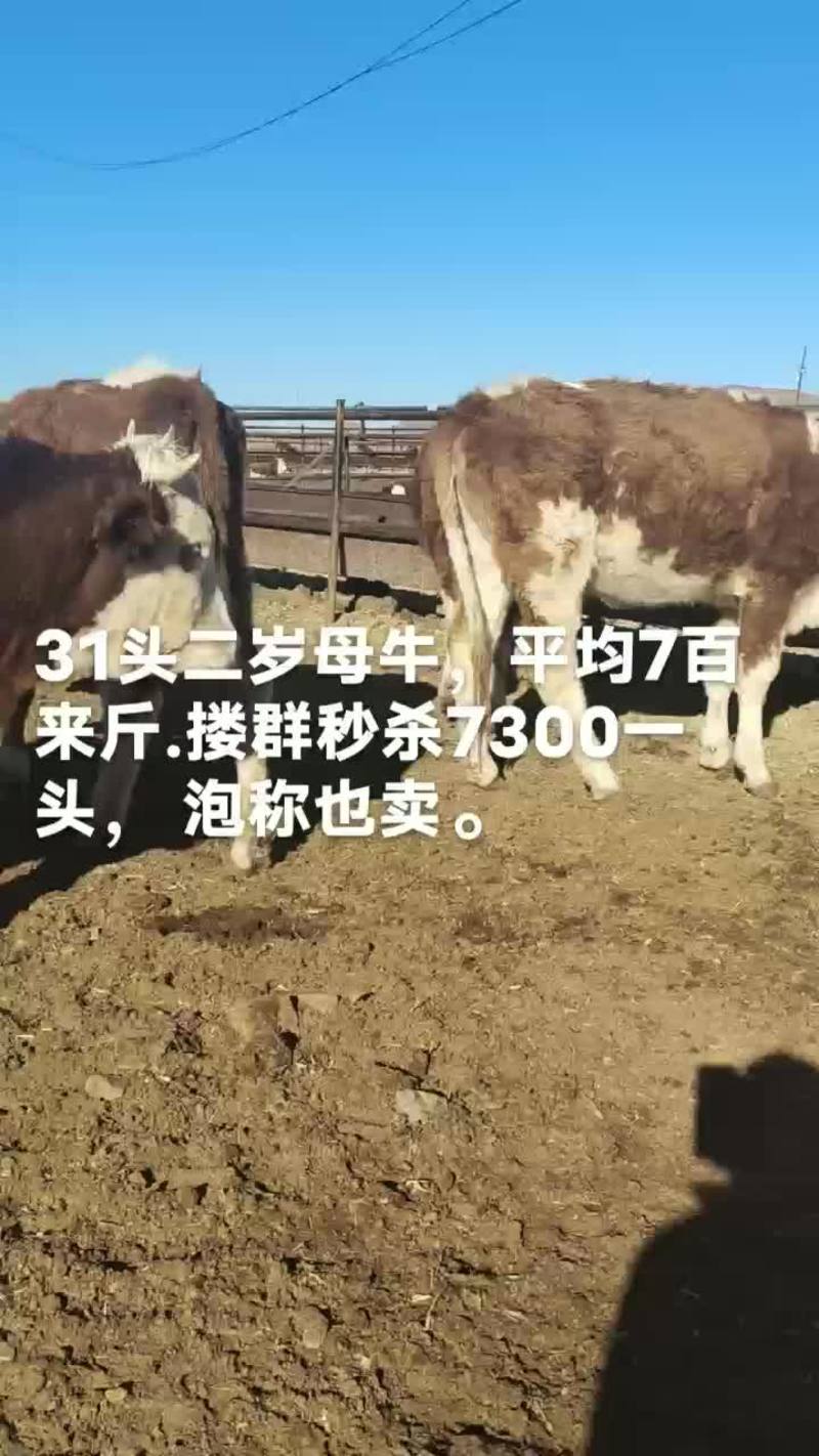 内蒙古活牛生态养殖科学喂养全国可发视频选货欢迎咨询