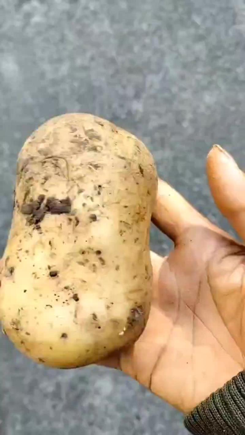 【新鲜】青薯5号土豆优质种薯现挖现发量大价优欢迎合作