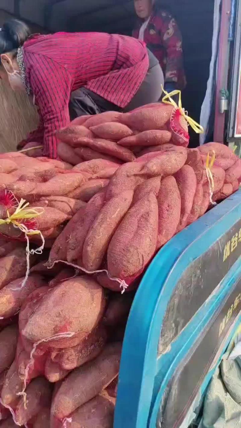 【视频看货】济薯26山东红薯长期供应保质保量发往全国
