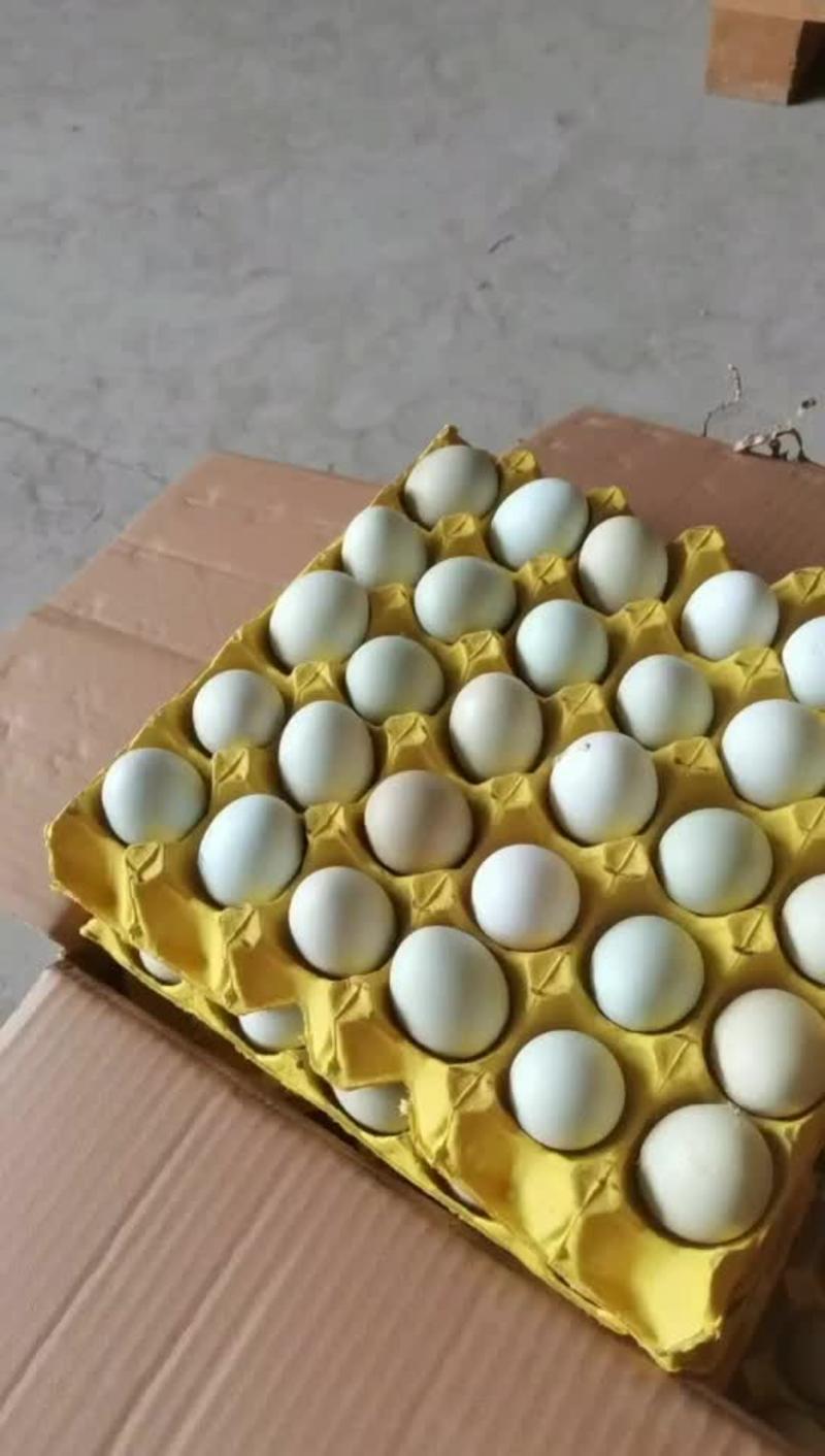 湖北武汉绿壳鸡蛋农家草鸡蛋全年供货欢迎咨询