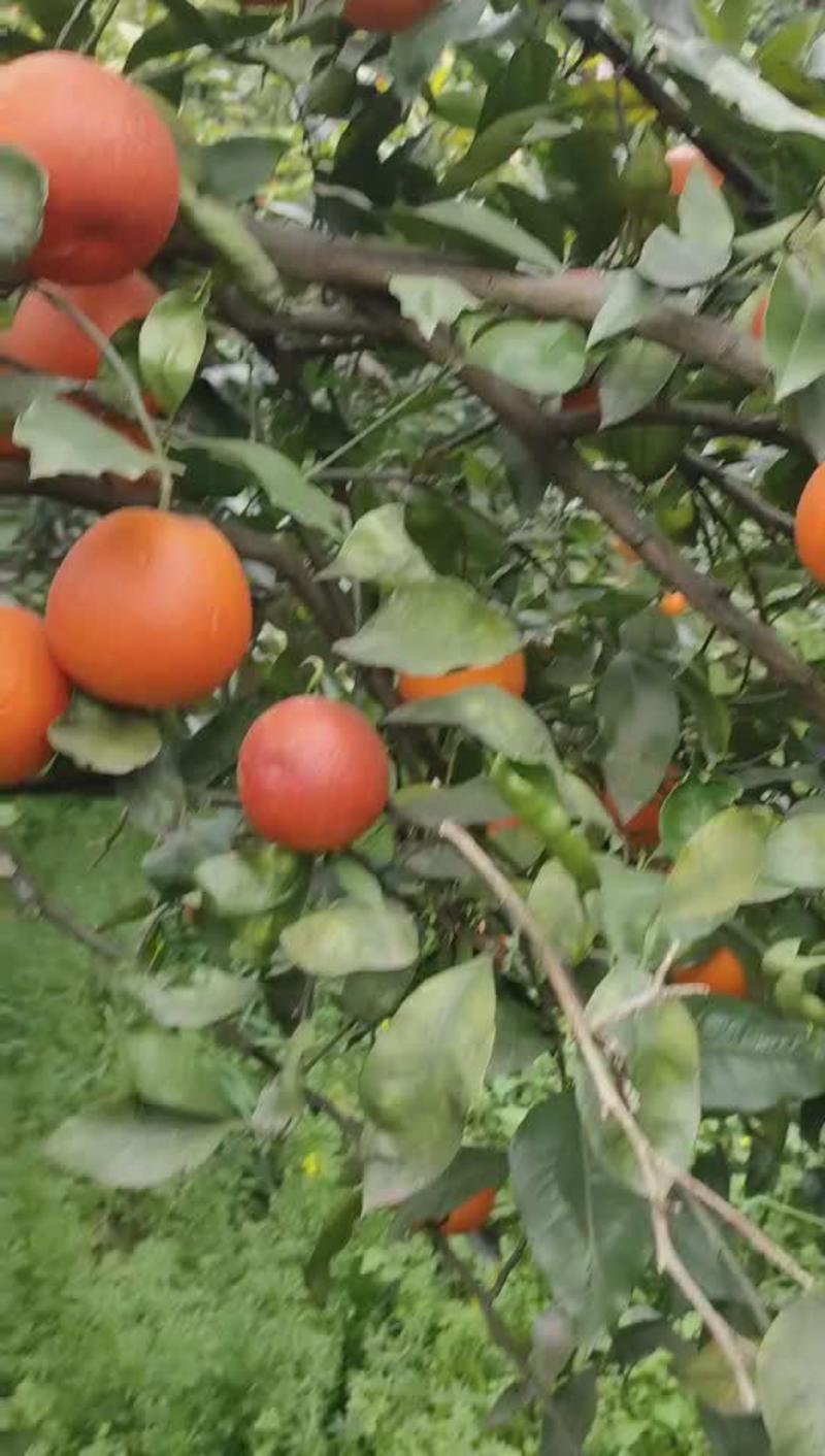 长寿湖精品血橙大量上市中一手货源价格优惠对接全国客商