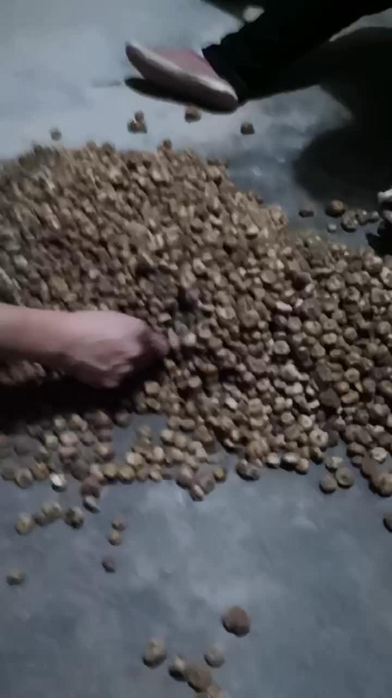 陕西城固元胡种子基地供应全国直销价格优惠质量可保障