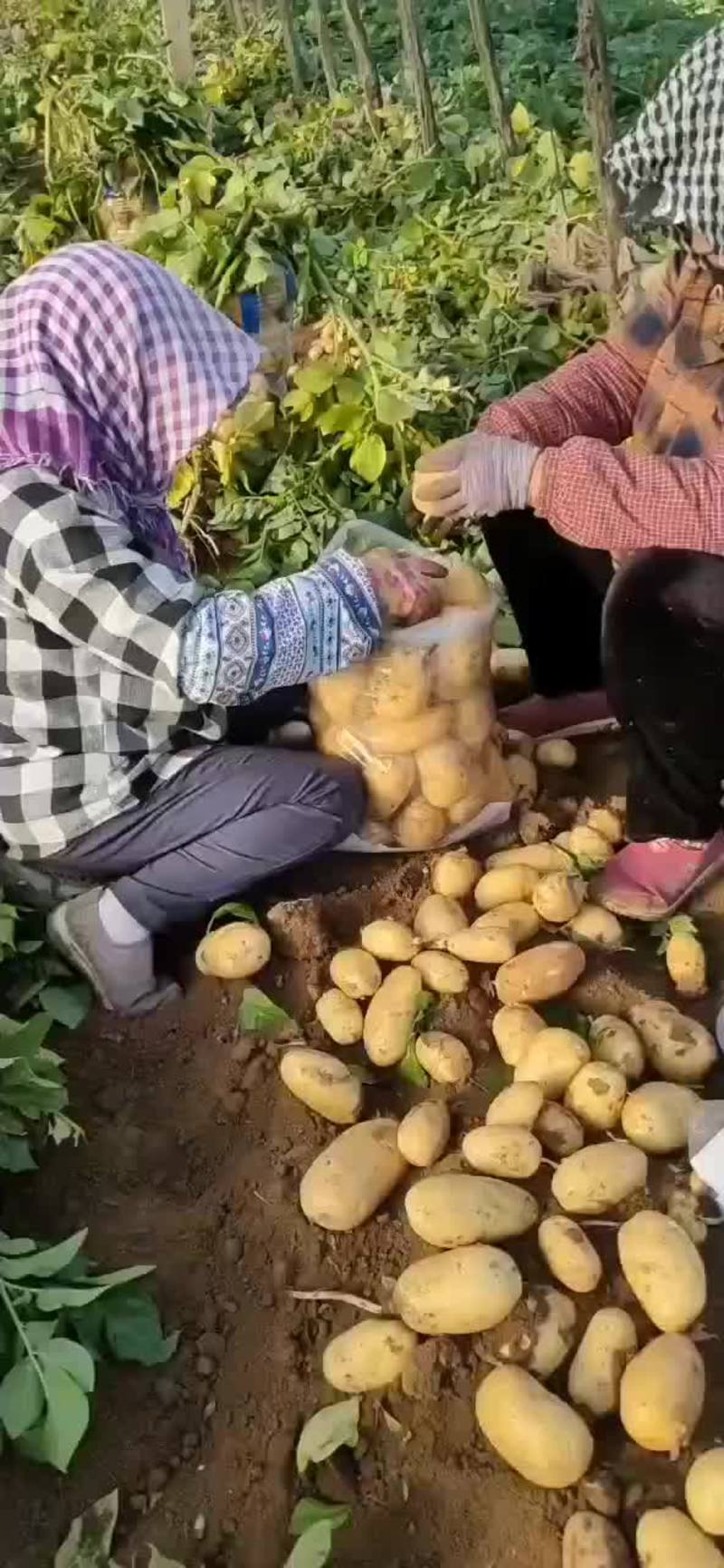 【绥中土豆】实验1号土豆大量供应可视频看货欢迎咨询