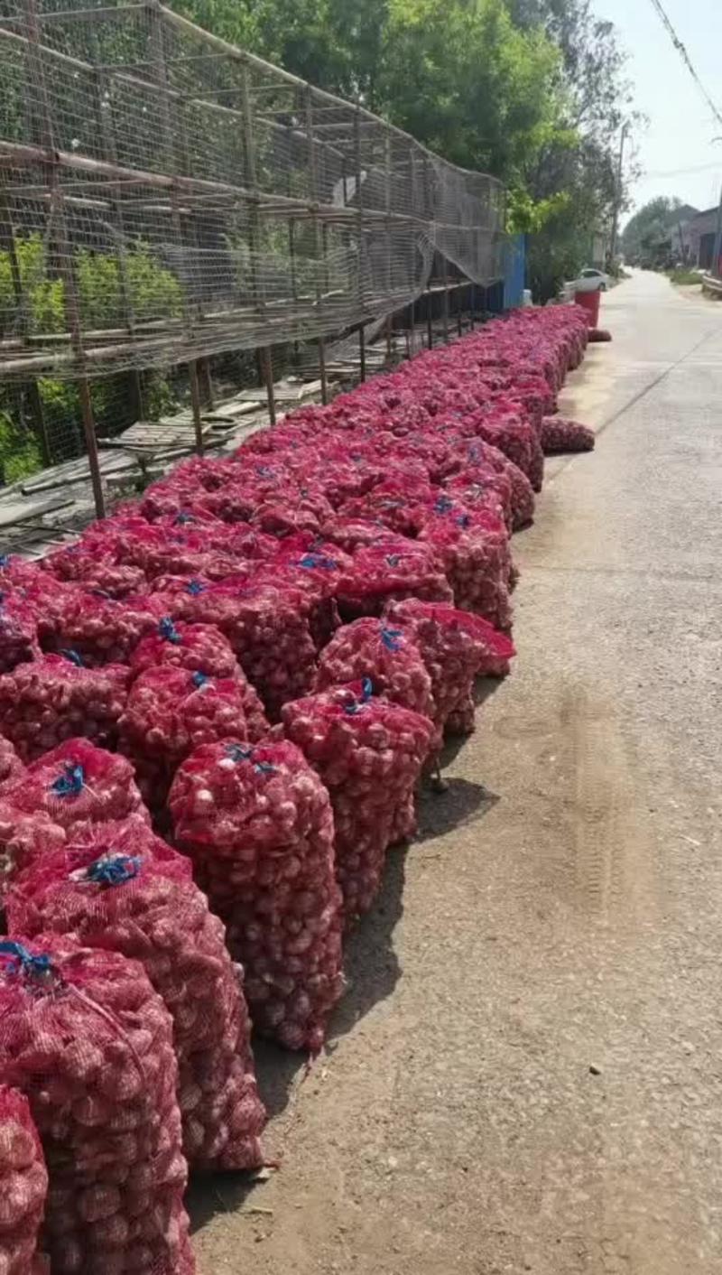 山东精品大蒜种子紫皮蒜种产地直发品质好价格低货源充足