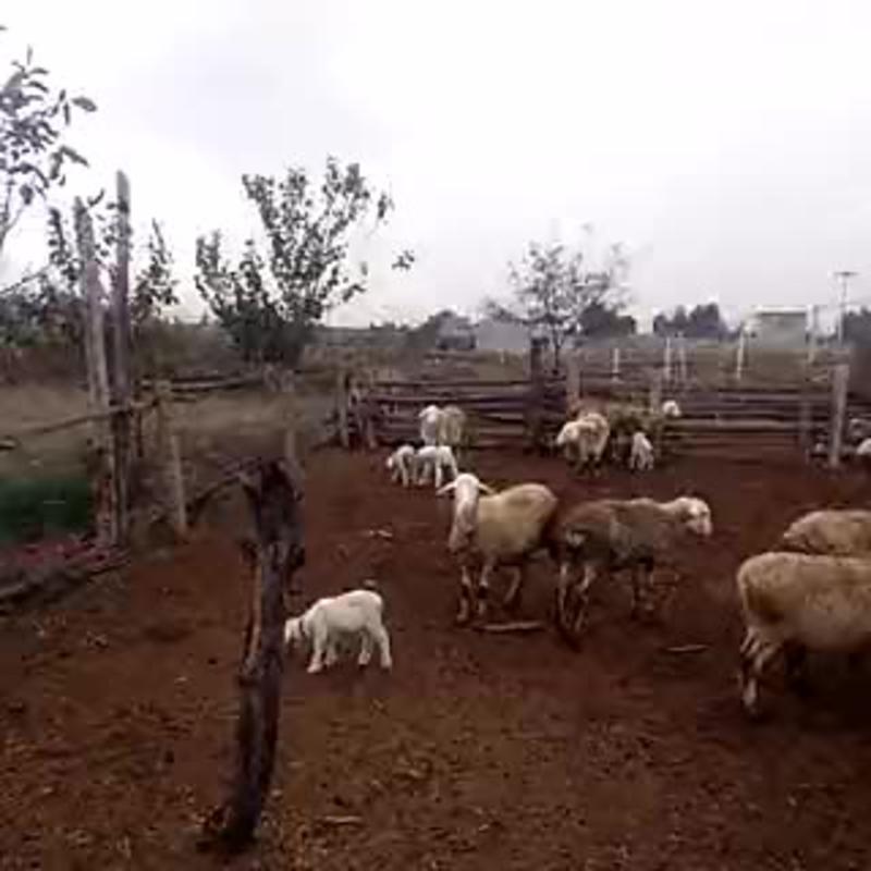 山东山羊绵羊50~80斤/头纯正