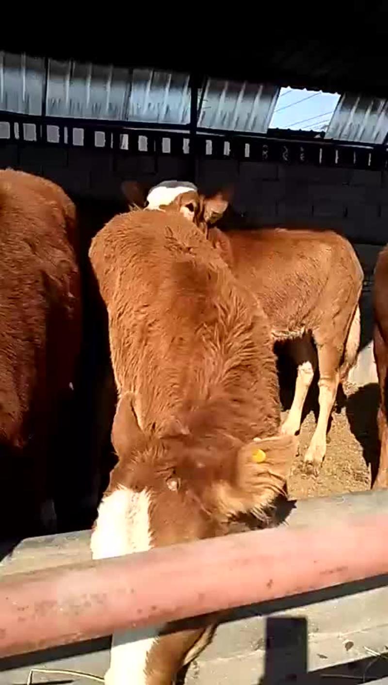鲁西黄牛犊100~200kg