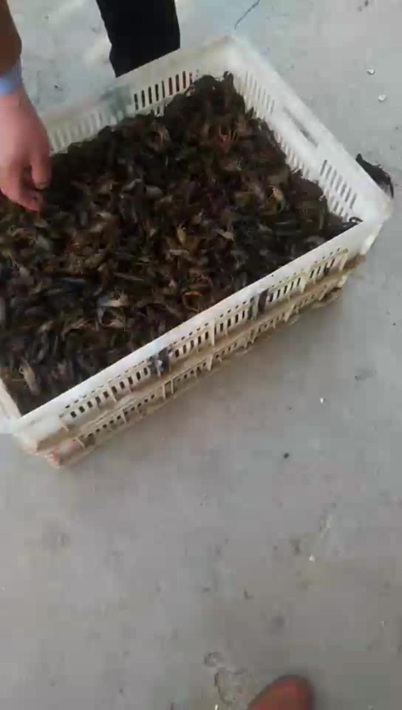 小龙虾种苗2~4钱活虾藕塘套养