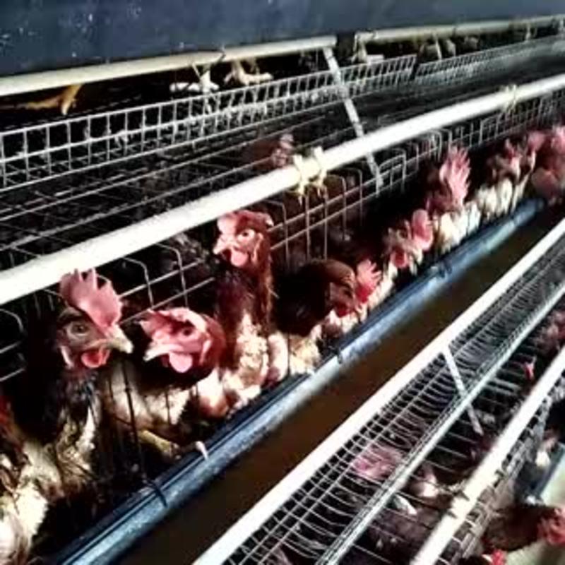 江西九江鑫旺养殖合作社优质淘汰鸡品种多样价格便宜