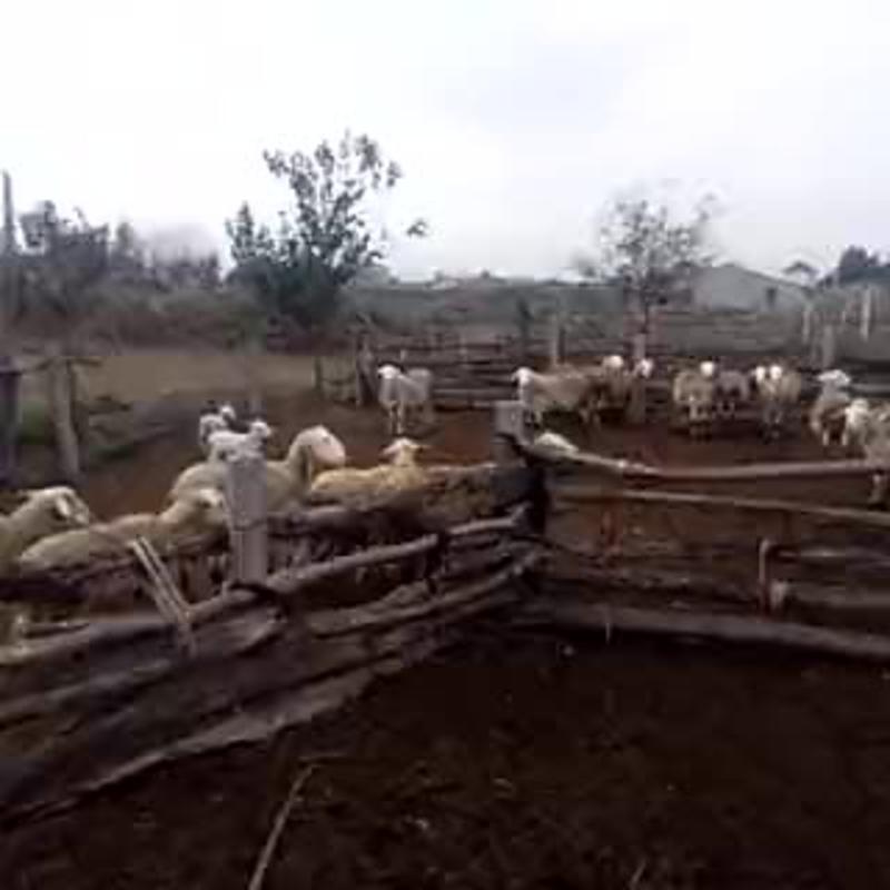 山东山羊绵羊50~80斤/头纯正