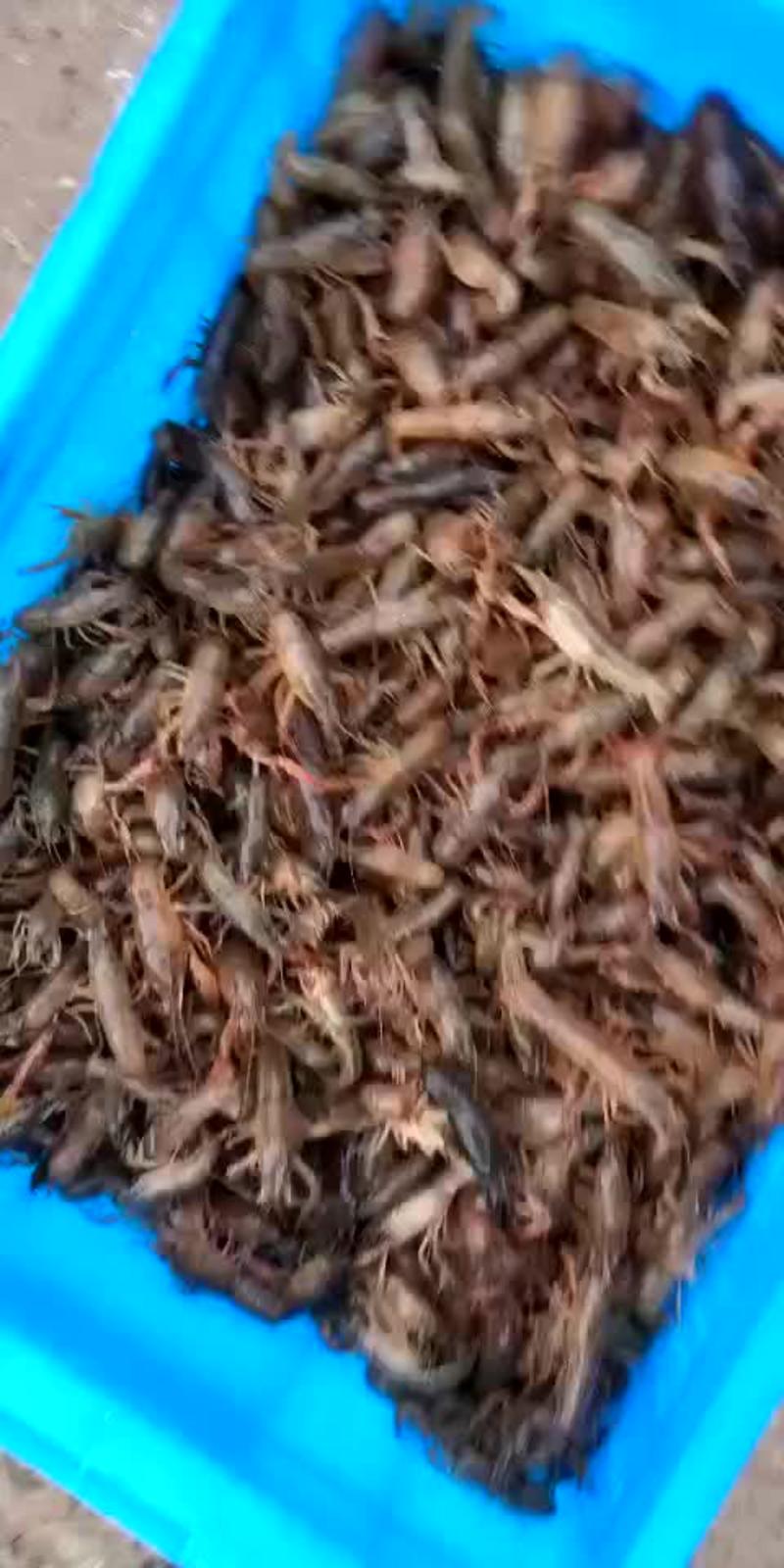 小龙虾虾苗2-4钱（10-20克）活虾小龙虾主养
