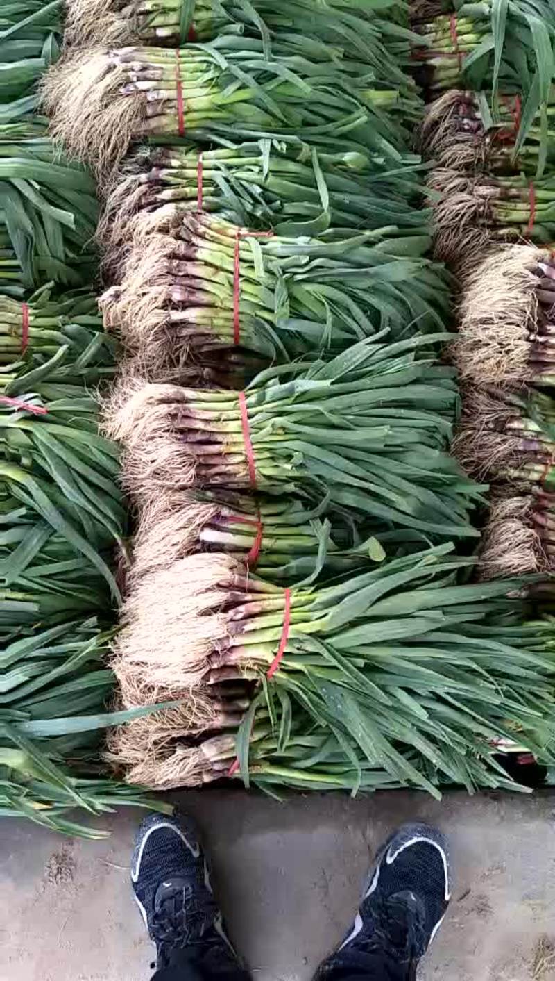 红根蒜苗45~50cm