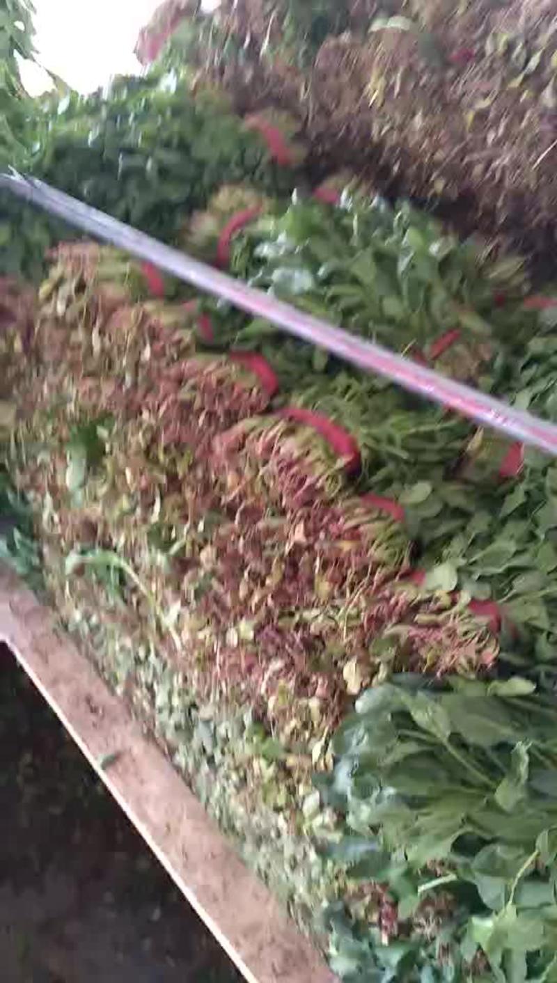 小叶菠菜35~40厘米产地直发一手货源可视频看货