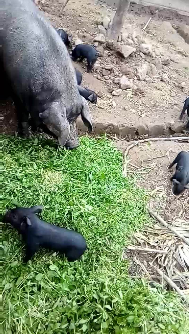 黑土仔猪20~60斤