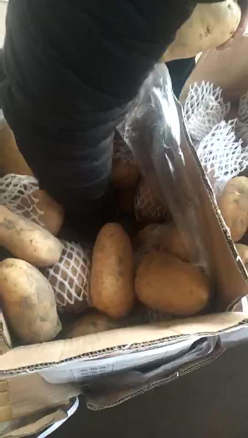 荷兰十五土豆3两以上通货