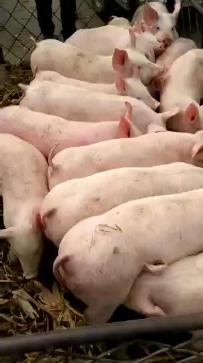 贵州长白仔猪厂家现货货源充足防疫严格全国发货