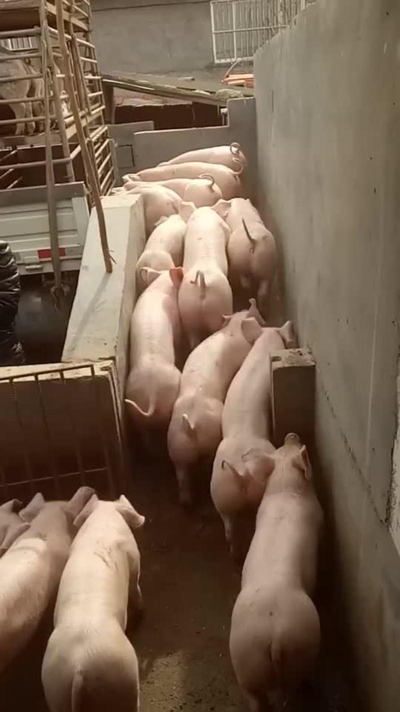 贵州长白仔猪厂家现货货源充足防疫严格全国发货