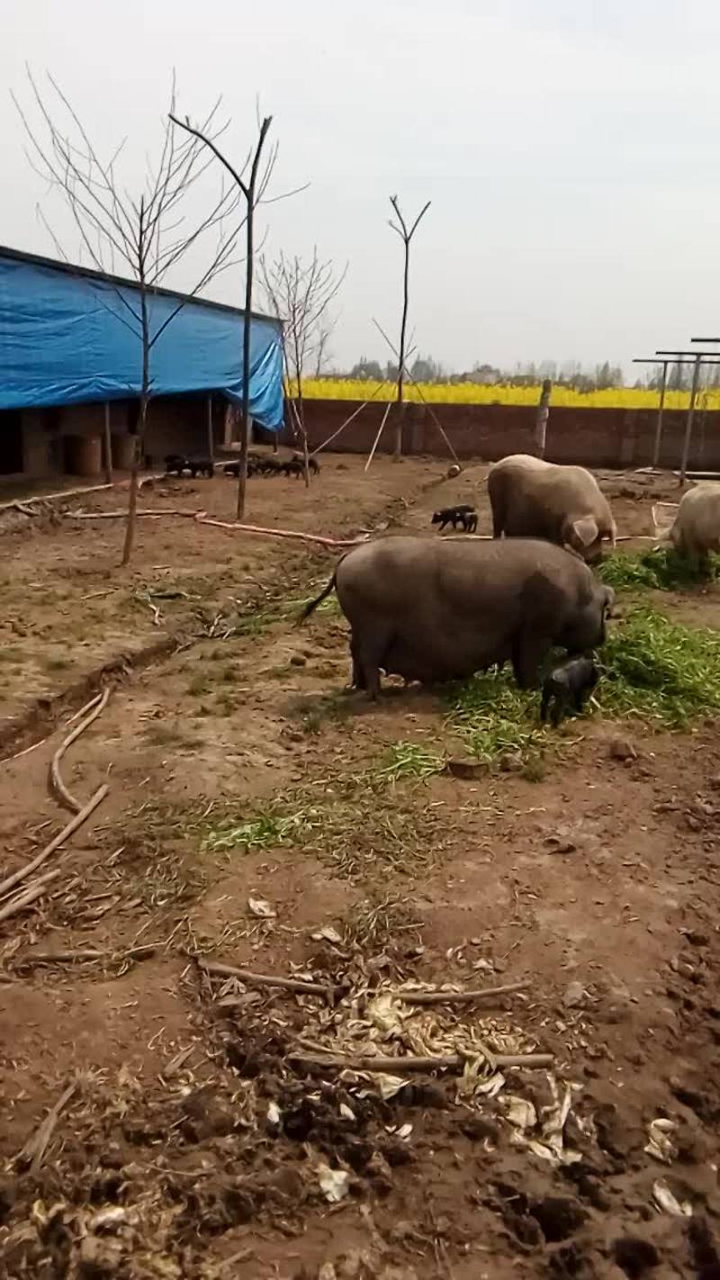 黑土仔猪20~60斤
