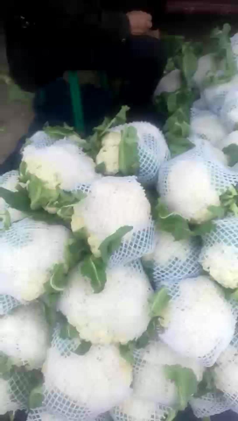 白面青梗松花菜最新上市，可视频看货，代发全国